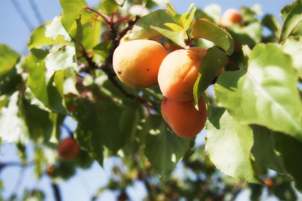 Il Poggio B&B San Damiano al Colle 외부 사진